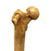 Femur Bone Special Effects Prop Clean - Prop Money Inc.