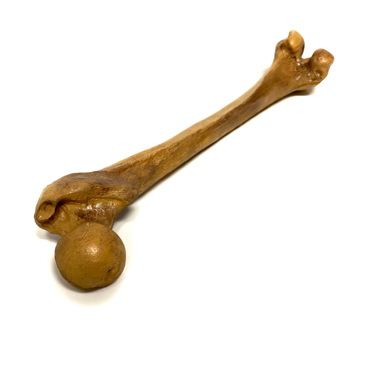 Femur Bone Special Effects Prop Clean - Prop Money Inc.