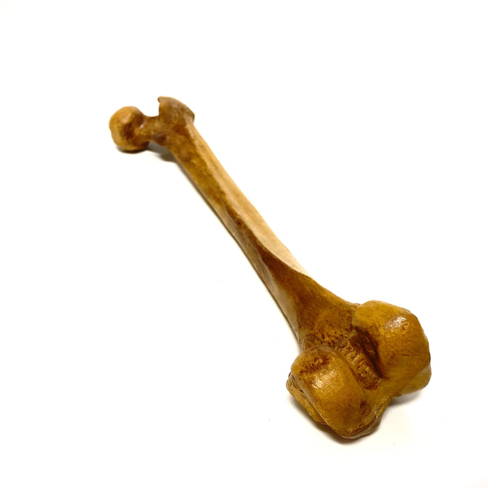 Femur Bone Special Effects Prop Clean - Prop Money Inc.