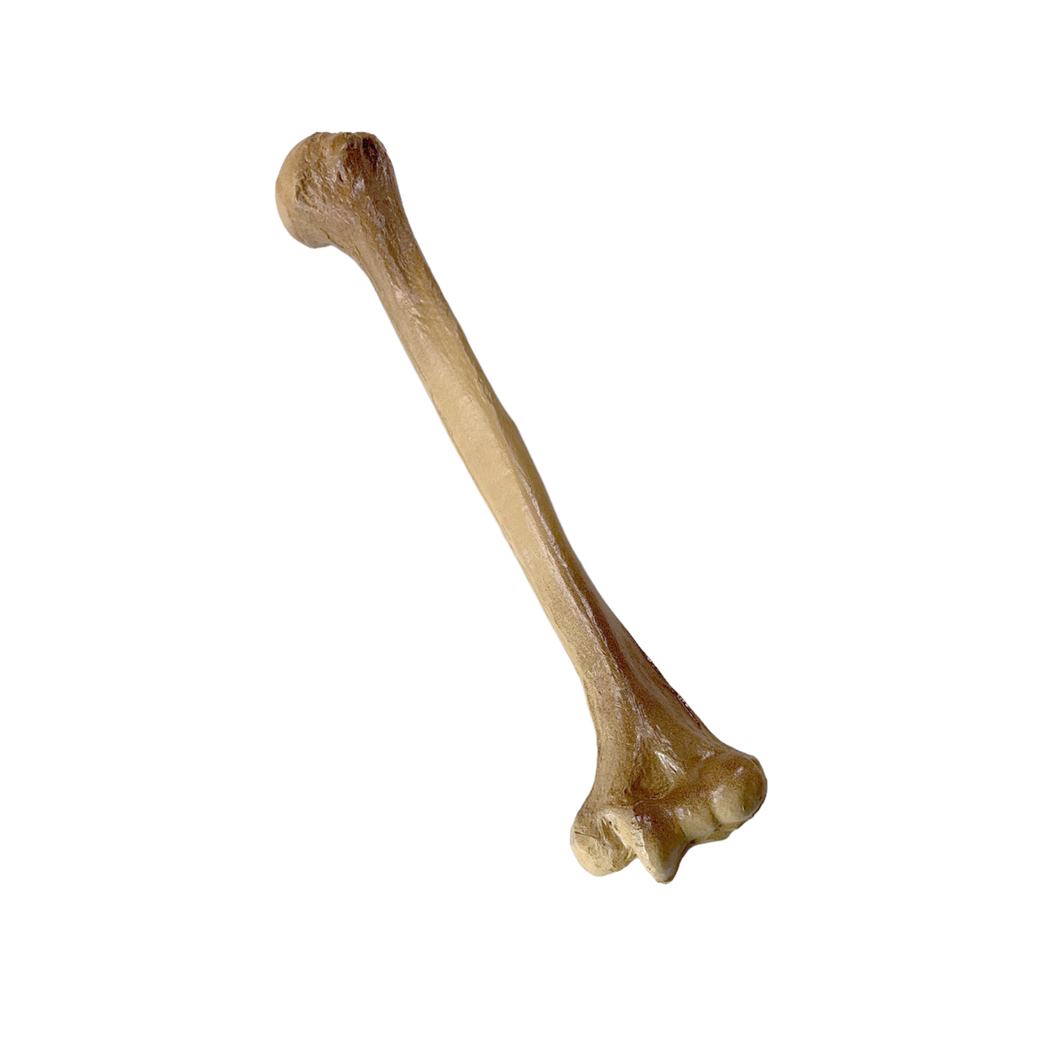 Realistic Lightweight Rigid Foam Humerus Prop - Prop Money Inc.